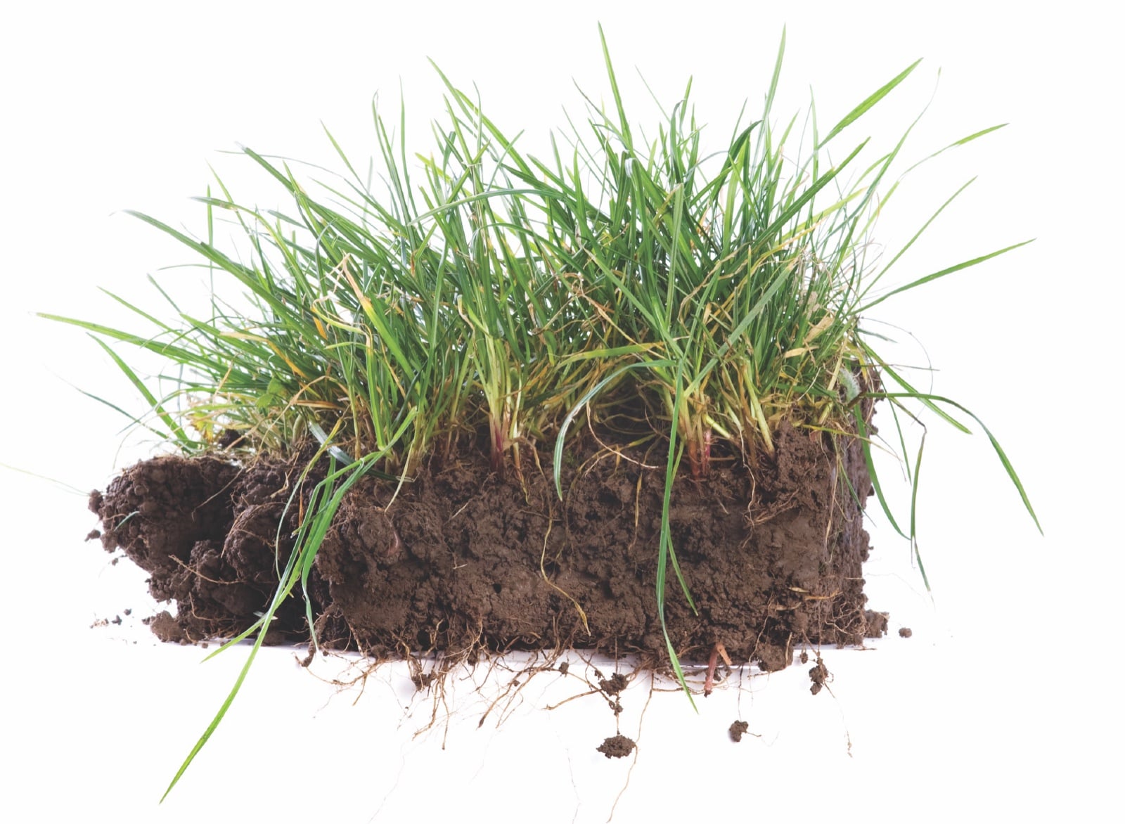 A clump of turfgrass with soil and roots attached, shown against a white background.