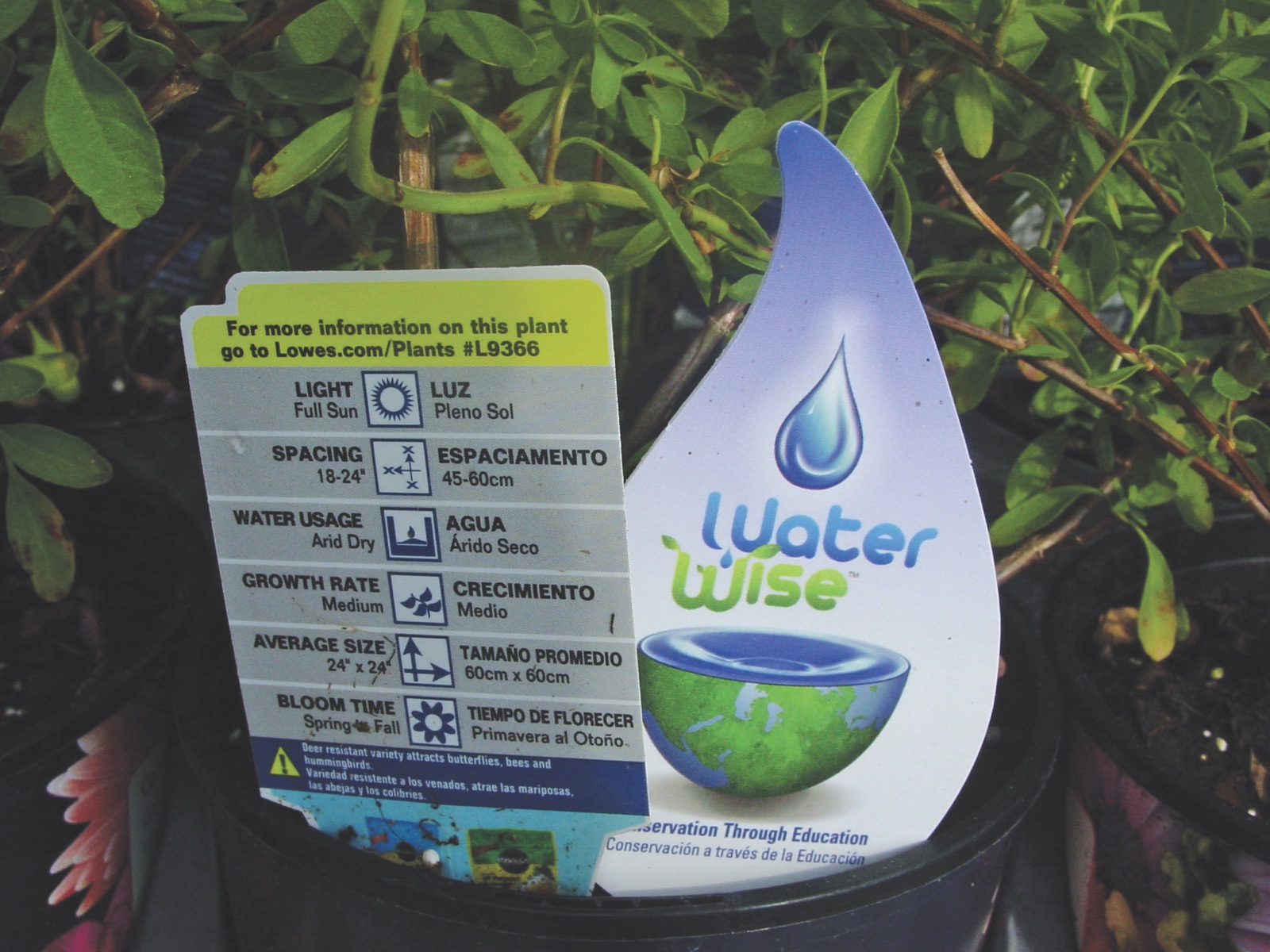 A blue and green plant care tag reading “WaterWise” attached to a plant, showing light, spacing, water usage and other care icons.