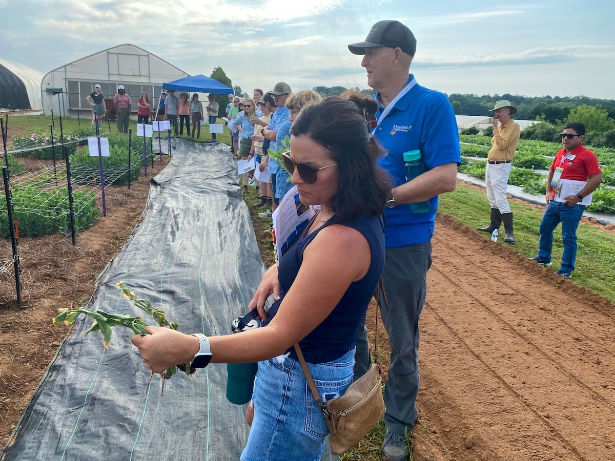 A participant looks at a dead plant during cut flower field day.