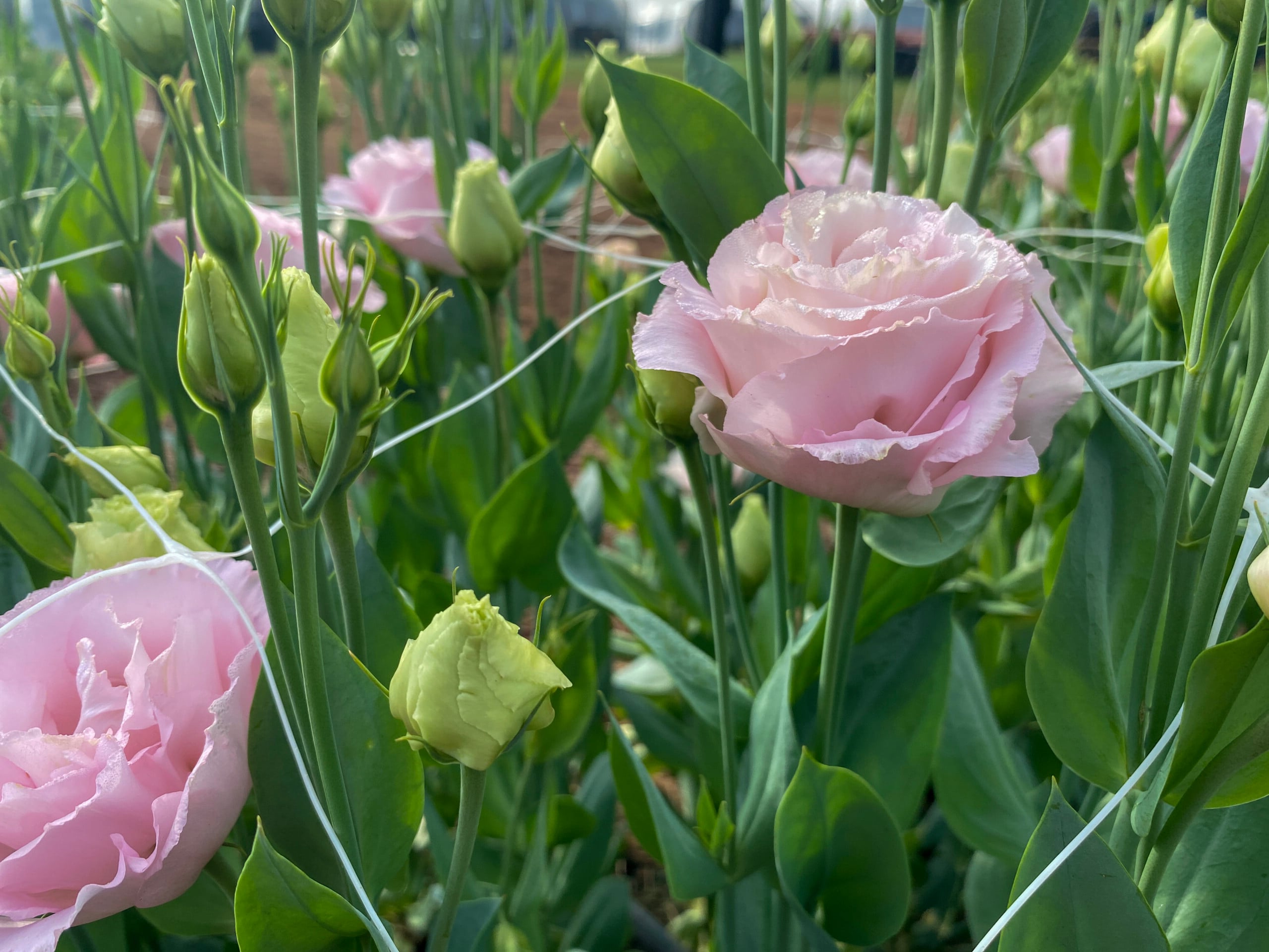 Pink flowers