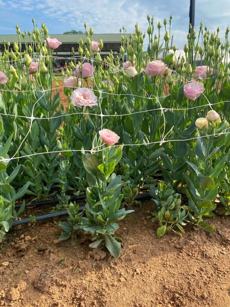 A row of lisianthus grow tall in a field with netting to help keep them upright.