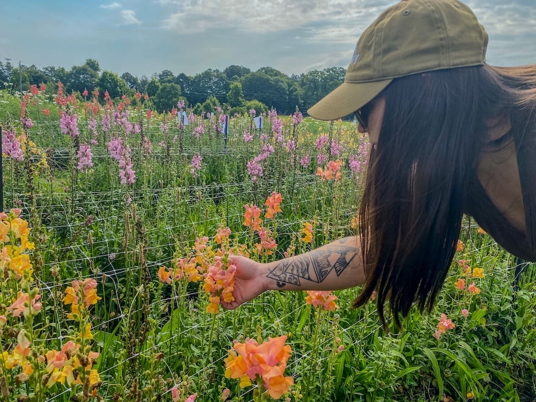 A woman looks at snapdragons during a cut flower field day.