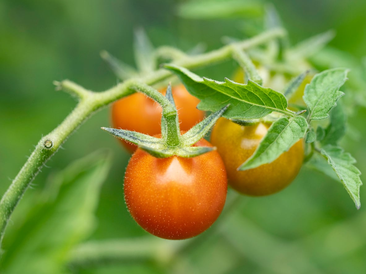 Cherry tomatoes ripening on the vine.