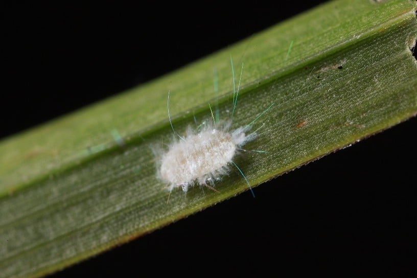 Macro photo of a pasture mealybug on a blade of grass.