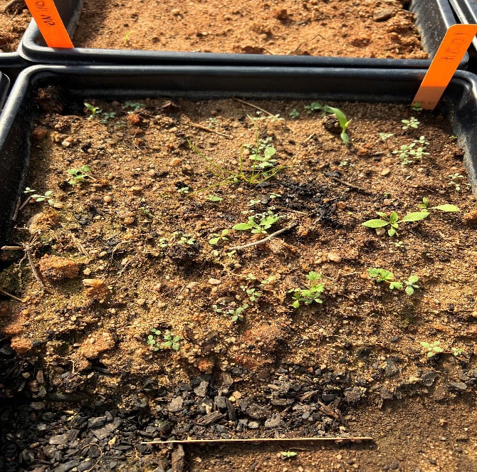 A black plastic tub filled with mixed soil is dotted with tiny green seedlings.
