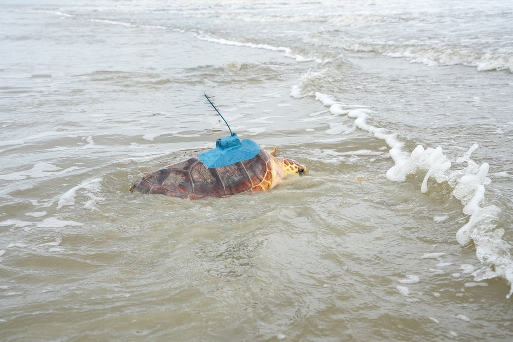 Loggerhead sea turtle, Neptune, has a tracking device attached to her shell as she enters the ocean's water.