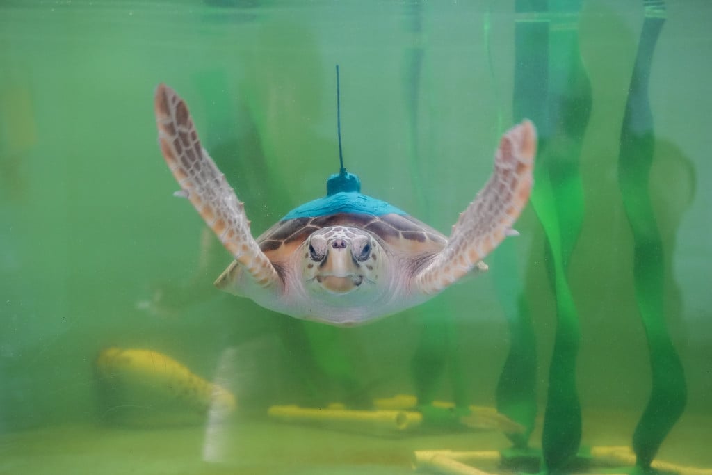Neptune, a loggerhead sea turtle, swims in a tank with a tracking device visible on her back. 
