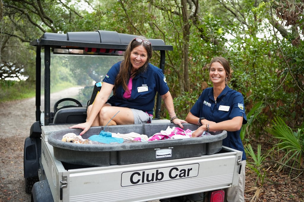Two Camp Jekyll staff members stand around the back of a golf cart parked along a wooded trail where Neptune, the sea turtle, is nestled in a carrier before being released back to the ocean.
