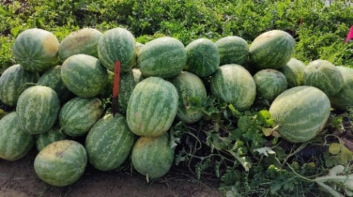 A pile of large watermelons in a sunny field