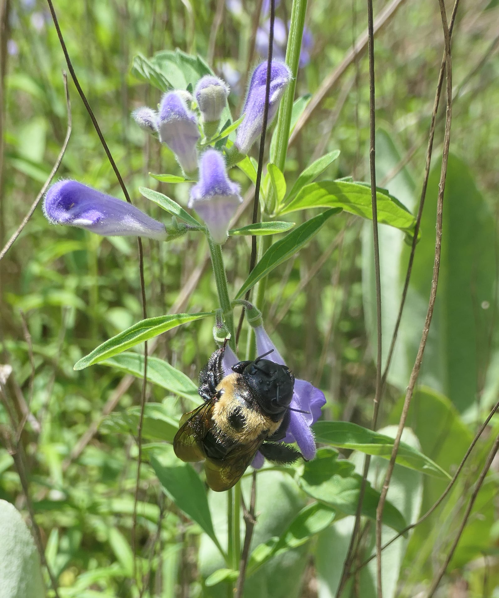 A carpenter bee clinging to a bluish-lavender helmet skullcap flower