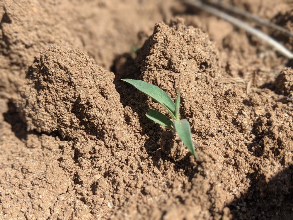 a single green seedling emerges from prepared soil