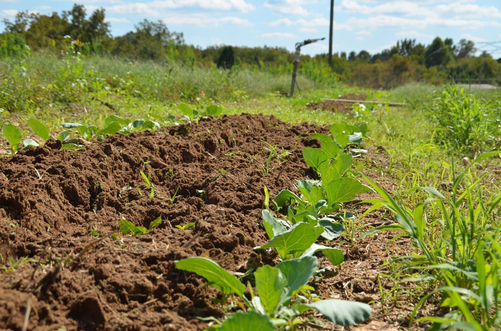 a tilled row of soil next to evenly spaced green plants shows some seedlings emerging